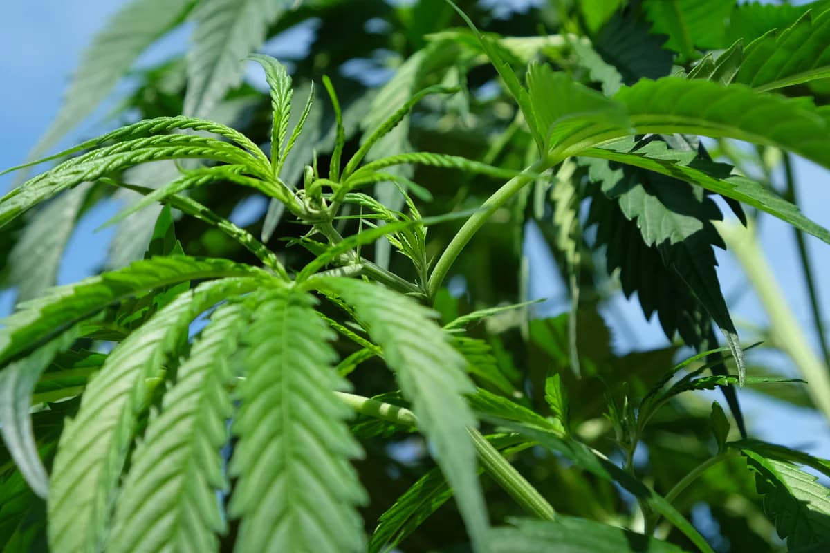 Direkt vom Breeder beziehen – Cannabis Samen bestellen mit Herkunftsnachweis