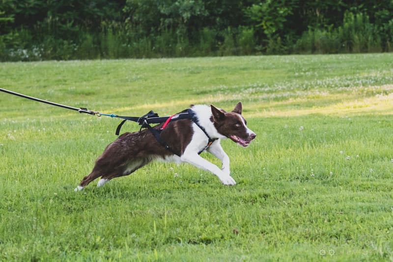 Tipps für Haustiereltern: Top-bewertete Werkzeuge und Leckereien für Hunde