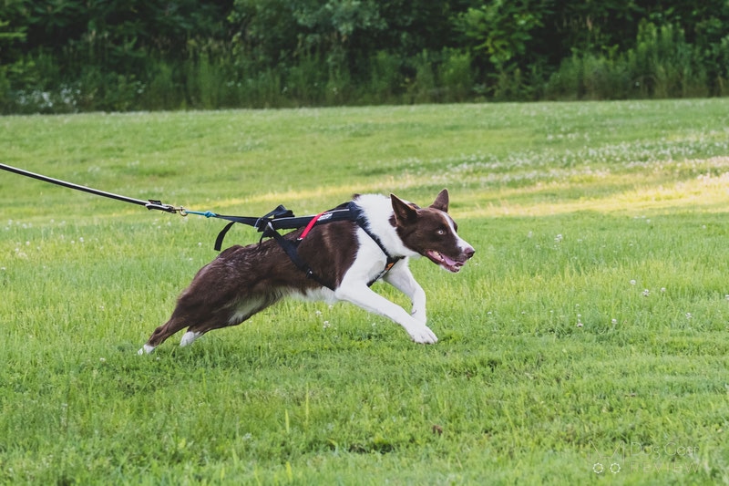 Tipps für Haustiereltern: Top-bewertete Werkzeuge und Leckereien für Hunde