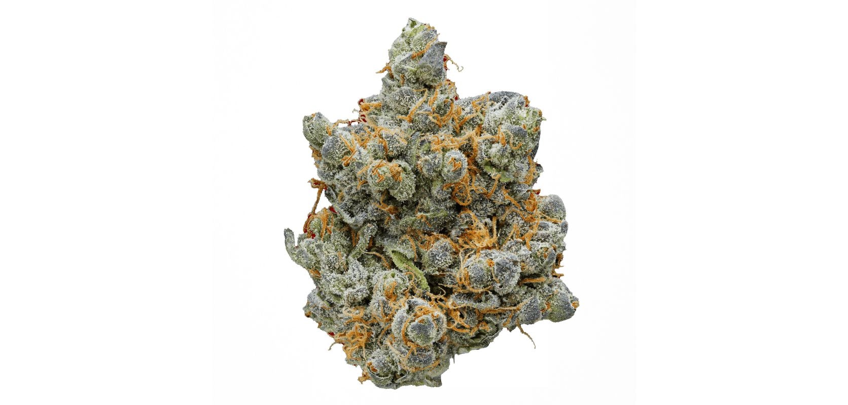 Direkt vom Breeder beziehen – Cannabis Samen bestellen mit Herkunftsnachweis