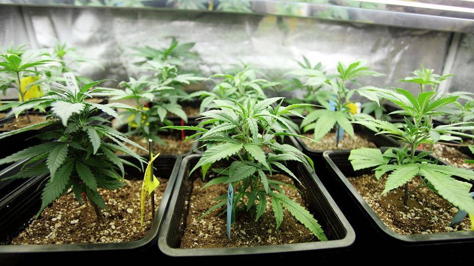 Entfesseln Sie den Züchter in Ihnen: Wo Sie Cannabissamen zur Selbstversorgung kaufen können